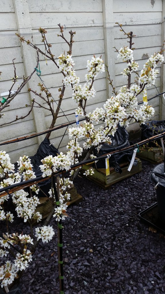 Asian Pear in Blossom