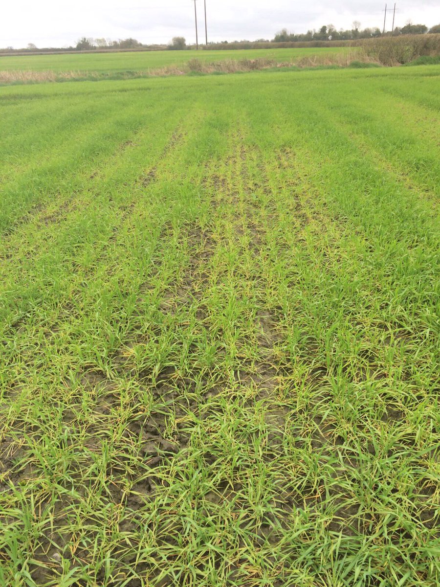 TirlanFarmLife's tweet photo. Bad manganese deficiency showing up in Winter Barley. This spring has been particularly bad for manganese deficiency #mastercrop https://t.co/v7swEjycq5