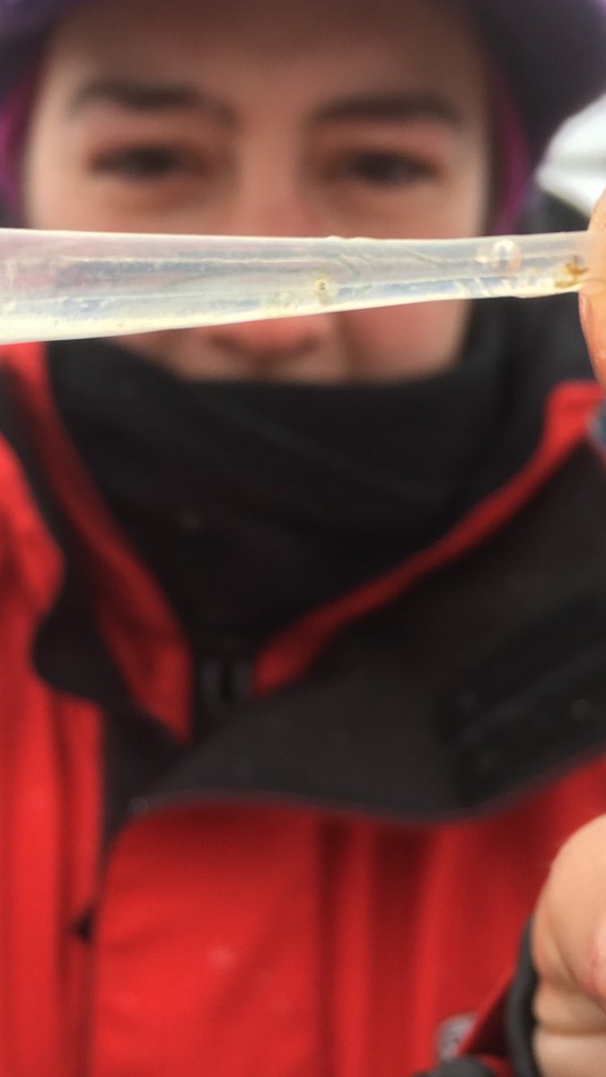 PSF_GBFISHLAB's tweet photo. Just in...my research team may have just confirmed successful lake whitefish reproduction in the Fox River after 100 year extirpation!! https://t.co/NbLjnrn0Cu
