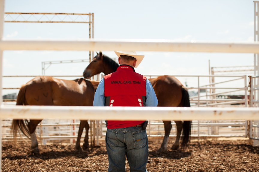 Each summer, a team of Veterinarians ensures every animal at Stampede is checked once a day. That adds up to 17,000+ veterinary inspections!