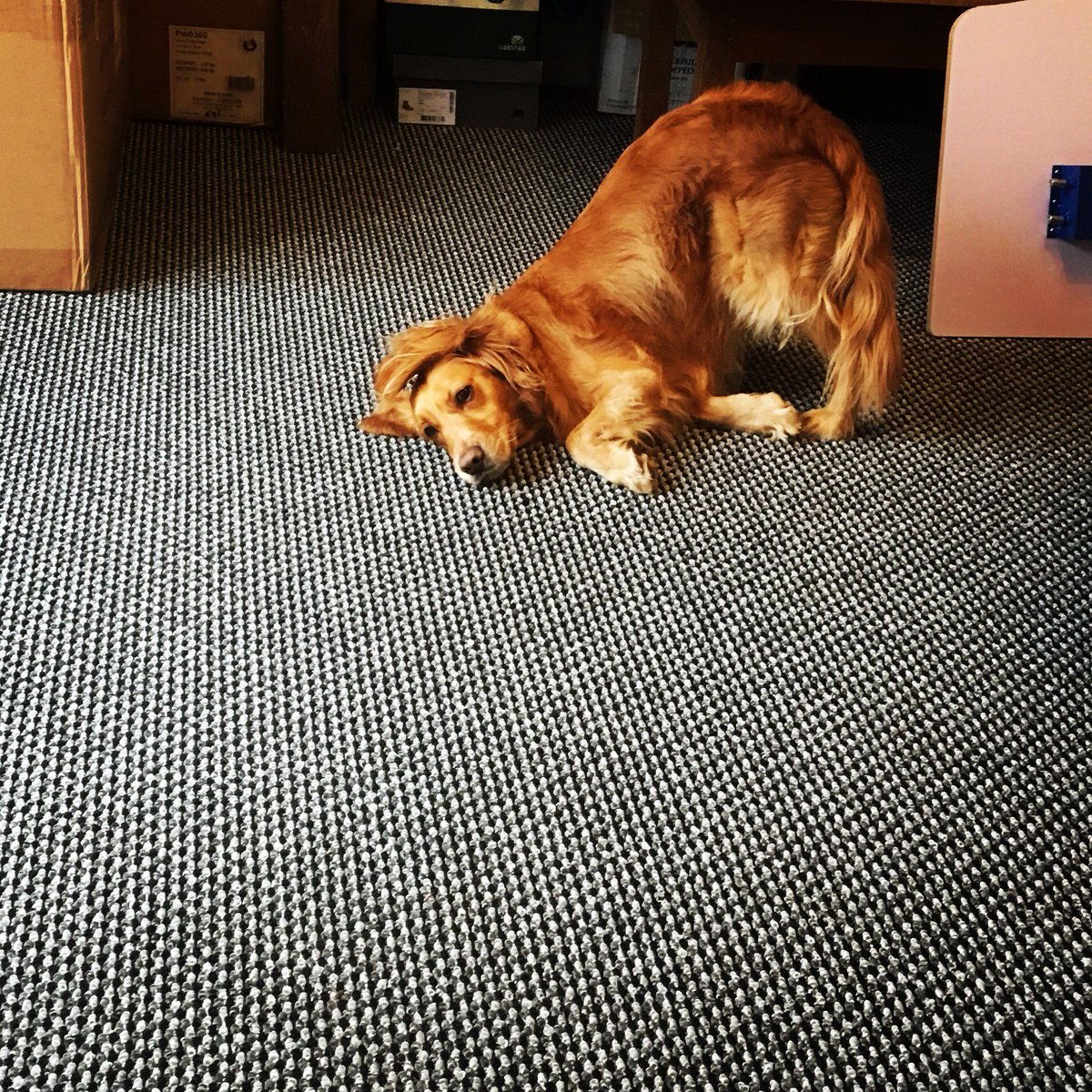 DTWdesign1's tweet photo. Home time! #kinsale #cork #graphicdesign #dogsofinstgram #designdog #tired #WildAtlanticWay https://t.co/WBK6YKGssg