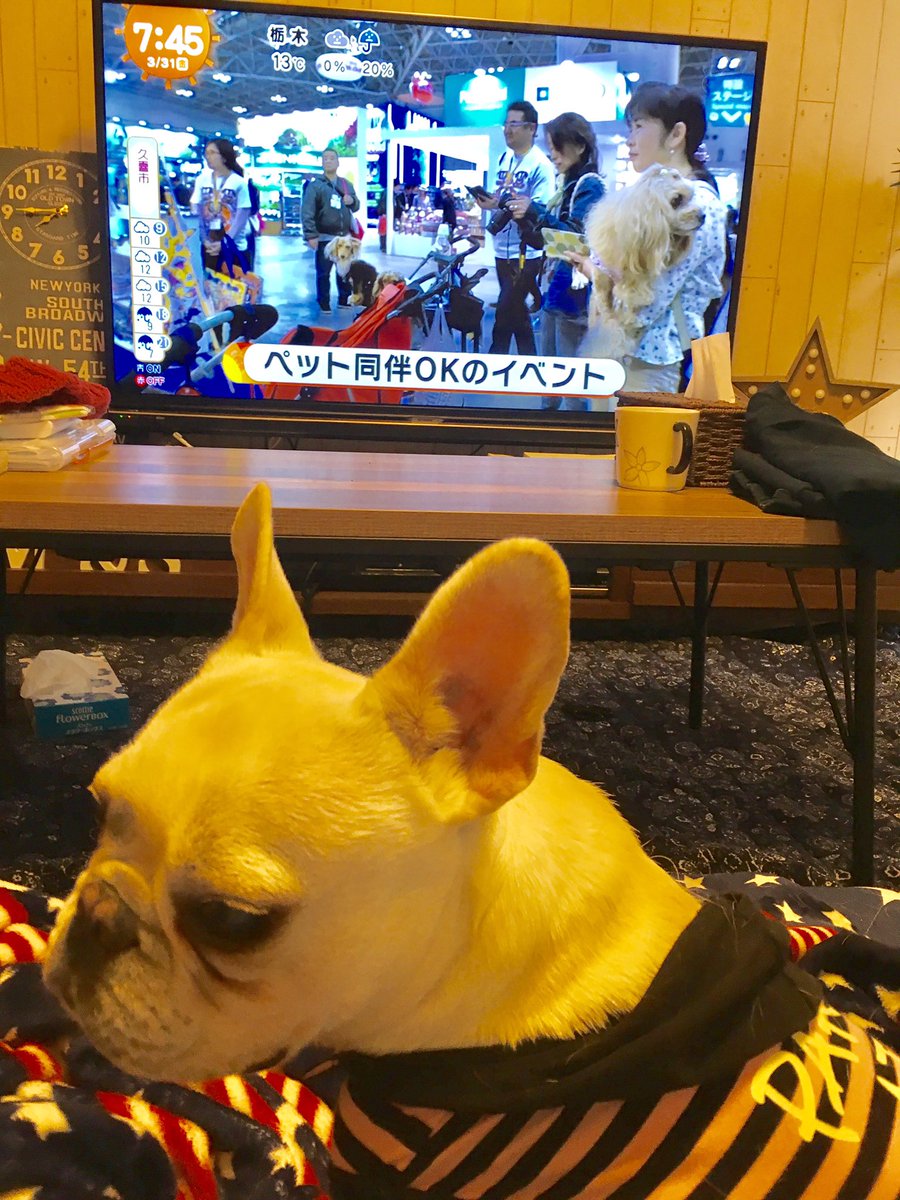 BonReggae's tweet photo. なぁ、かぁちゃん。俺もこのインターナンチャラ行きたい。って言ってるらしい🌈(笑)今年も行きますよ🐶#インターペット #インターペット 2017 #帰りにお花見 #フレンチブルドック #フレブル #もち丸 #チワワ #きな子 #ヒマチー買おうね https://t.co/dkwkTBgVMl