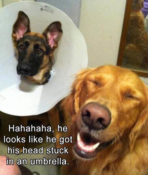 TailsTreasure's tweet photo. 'Thanks for the sympathy bruh' https://t.co/mkAKr5lWkb