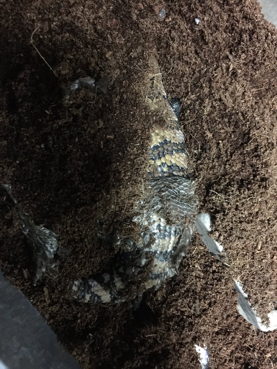へっぽこ 公式 Pa Twitter 腐乱死体 D ちゃいます 脱皮まみれのつっちーさん アオジタトカゲ アオジタトカゲ