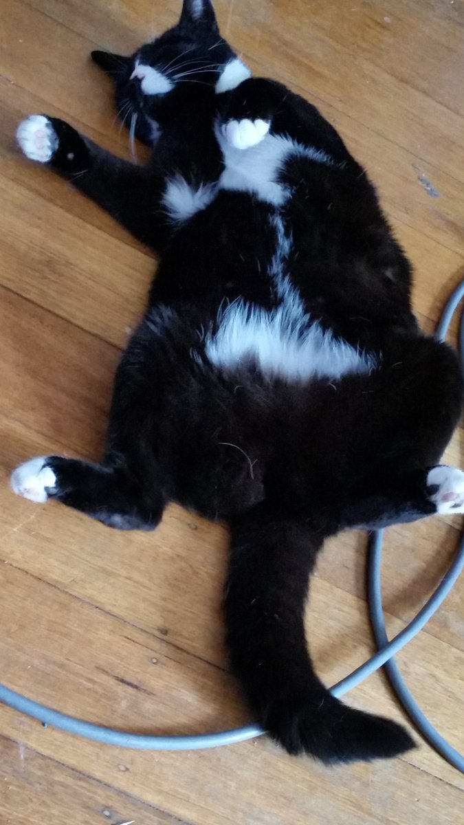 extrembuttercup's tweet photo. Rub me the right way #buttercup #CatsOfTwitter #cats #tummy #Bellydance #Tasmania https://t.co/OlBhni9jij
