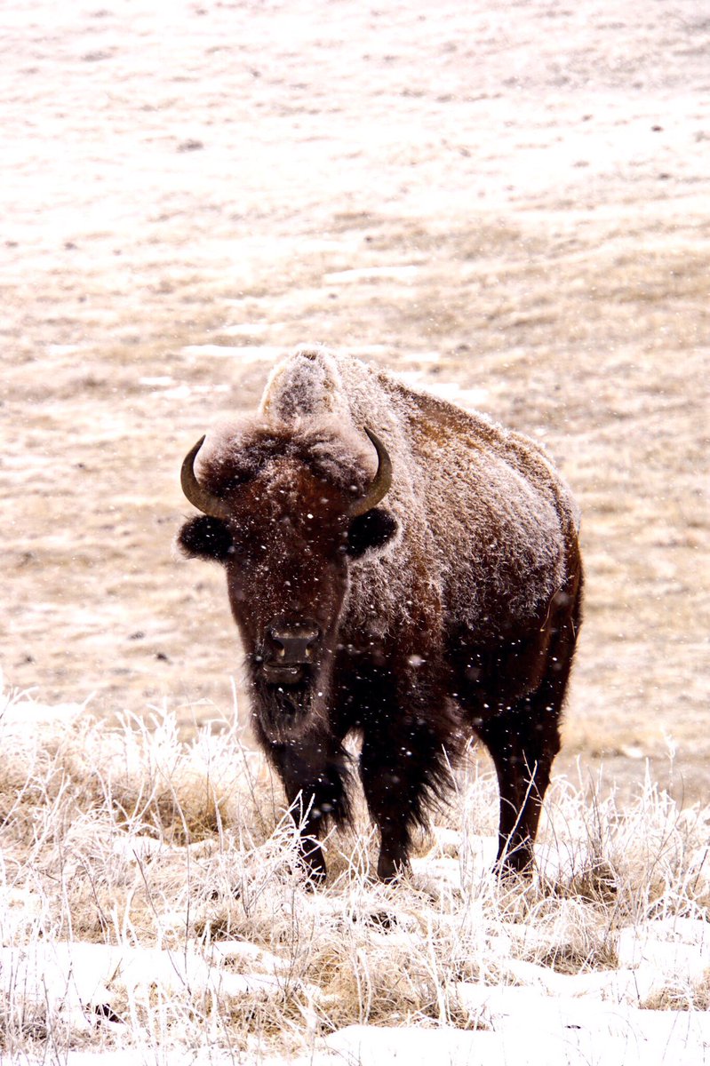 59NationalParks's tweet photo. @GoRVing @CharlesMcCool @YellowstoneNPS We'll never get enough bison photos. #OneTravelChat #DailyBisonUpdate #GoRVing https://t.co/hakpLWFLWw