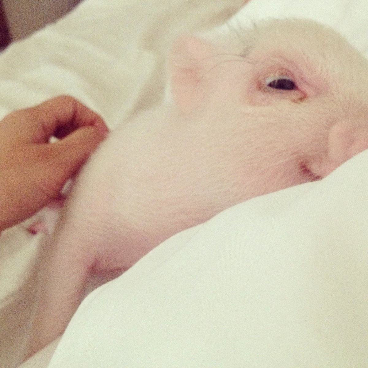 hamlet_the_pig's tweet photo. It’s only THURSDAY!! 😳😩😳#Throwbackz https://t.co/5Th40Q1NFE