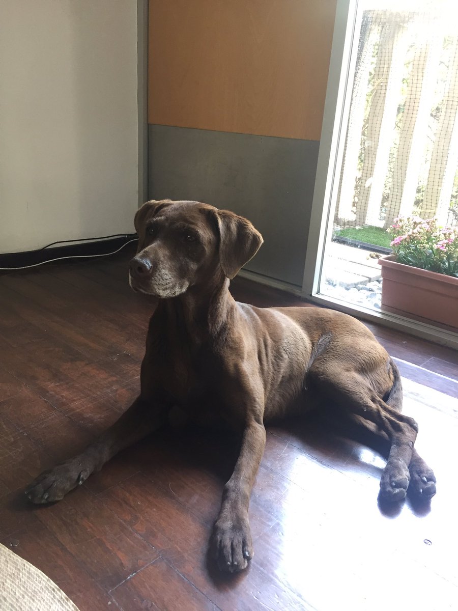 llolu's tweet photo. Perrita labrador encontrada en la Roma hoy 30-3. Busca a su familia. Me ayudas a difundir?@LaRomaDF  @PrrosPerdidosMX @RomaCondesa https://t.co/kuwHzVurTv