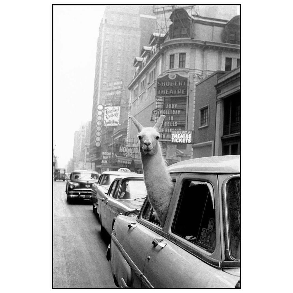flaminia's tweet photo. Say whaaaaat 
#regram @magnumphotos https://t.co/pwipNXl3W6 https://t.co/ao47TWub89