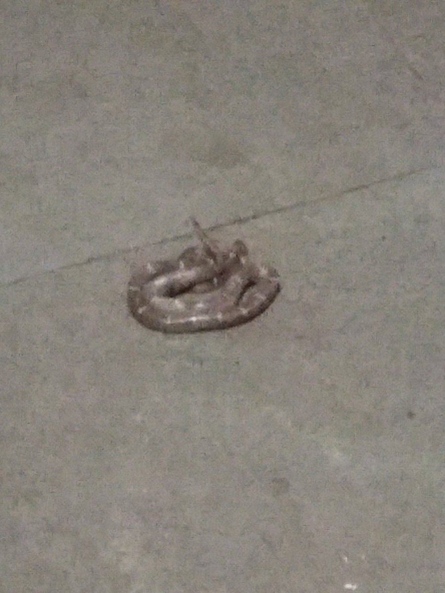 amanmundra1234's tweet photo. @TimesNow @GabbbarSingh @OfficeOfRG @SushmaSwaraj 
snakes found in hostel
#NITB_INJUSTICE
@HRDMinistry @PMOIndia @PrakashJavdekar https://t.co/9fe6RTGSRb