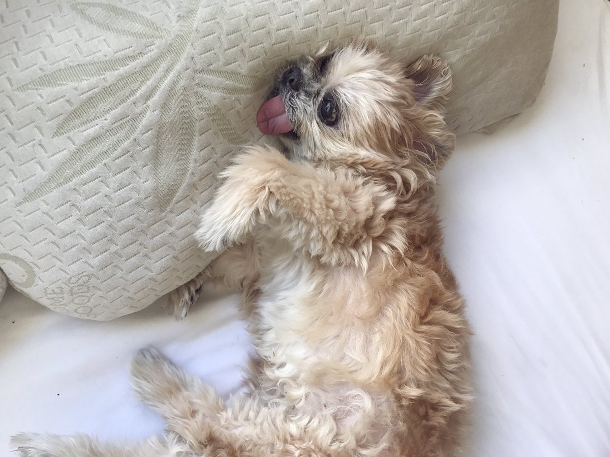 MarnieTheDog's tweet photo. Is this memory foam https://t.co/Dk9DjMpprP