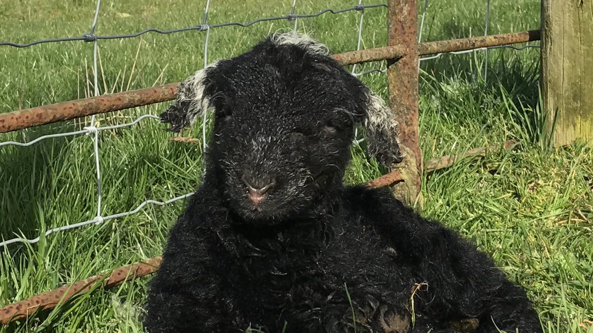 "You can't deny I'm really cute " #lambselfie #sheep365 #herdwick