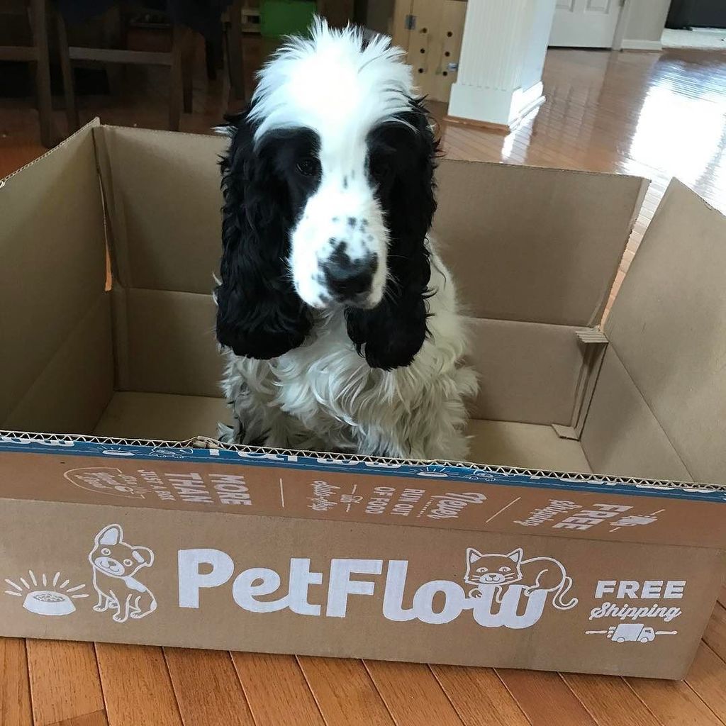 ZeroandMog's tweet photo. #petflowpics #englishcockerspanielsofinstagram #englishcockerspaniel #petflowpics #englishcockerspanielsofinstagram #englishcockerspaniel https://t.co/IVOEzRX0fY