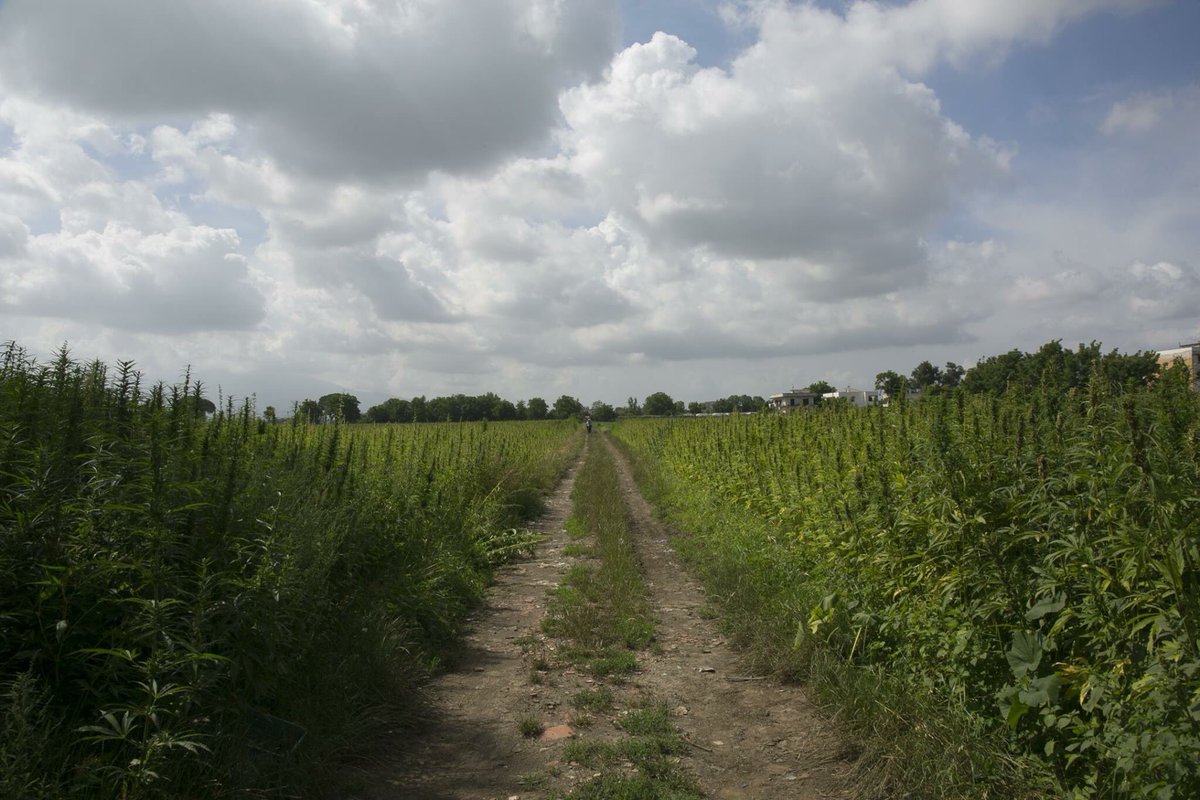HempFarmLab's tweet photo. E anche quest'anno la rivoluzione parte dai campi!
Semina #canapa 2017
#hemp #greenleaf #Sustainability #agriculture
https://t.co/WeKIjmjk79 https://t.co/IODBLejwxQ