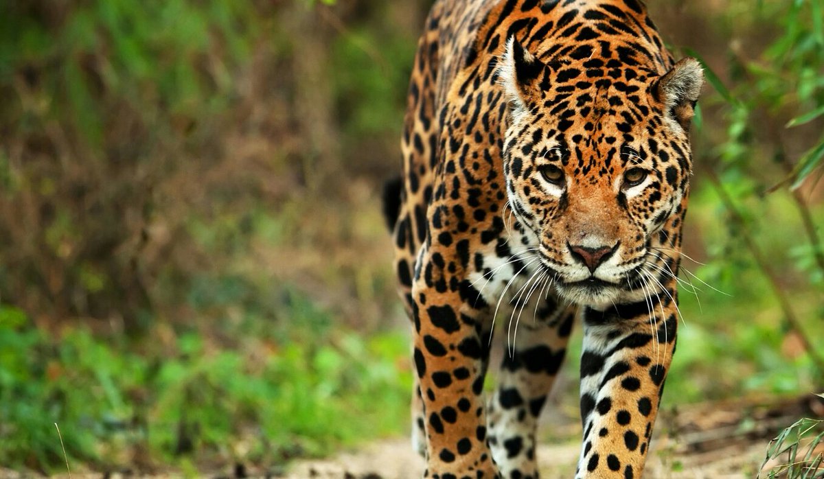BradGooseberry's tweet photo. #DYK if you tried to lay out every blood vessel in a jaguar's body end to end you would go to jail https://t.co/FfZEScjx1e