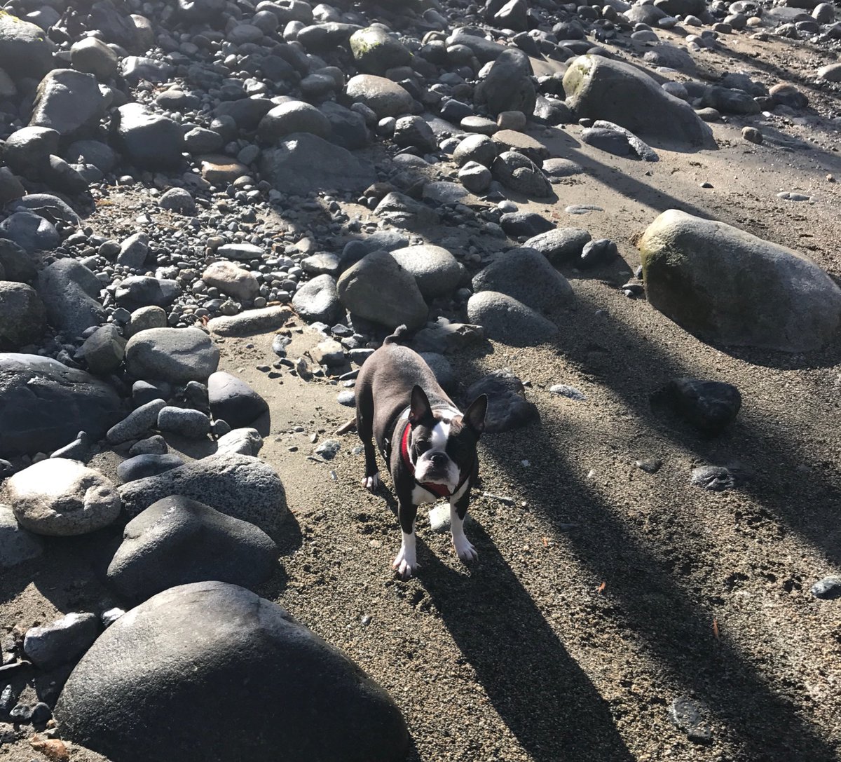 rubythebt's tweet image. Fun in the sun at Inter-River Park. #NorthVan