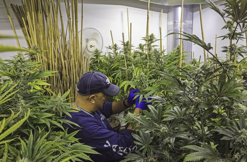 business's tweet photo. Denver's pot industry has a unexpected downside https://t.co/pxm78JGfss https://t.co/sTzB7LJdGG