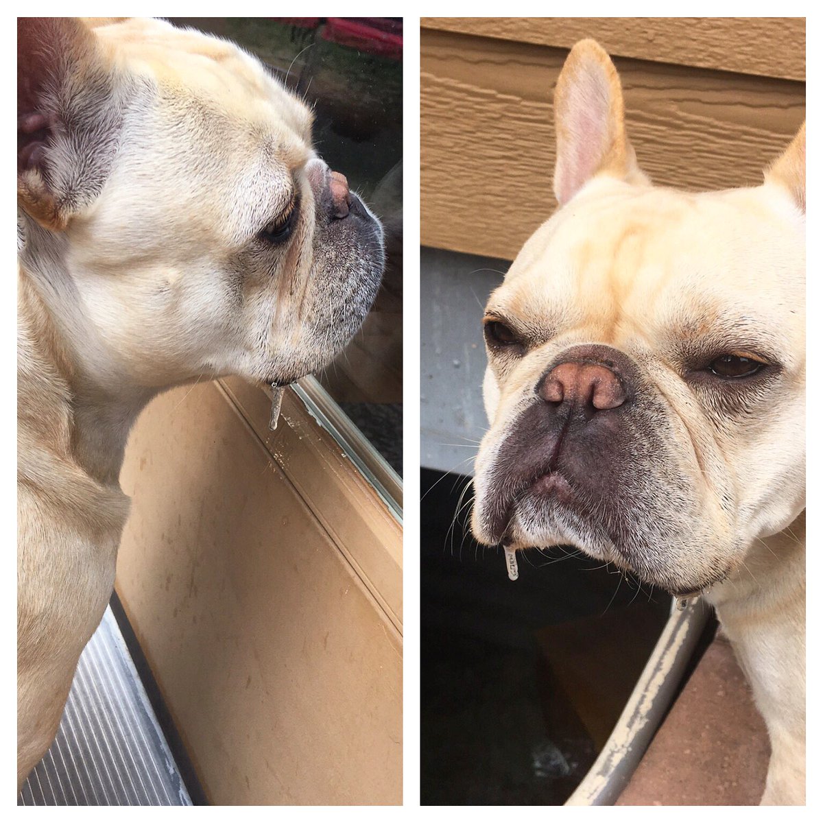 FXQueenBee's tweet photo. @GhostFrenchie drools just a little bit 🐶💦 @BaggyBulldogs #frenchbulldog #frenchiesoftwitter https://t.co/XL3ZSQCXEV