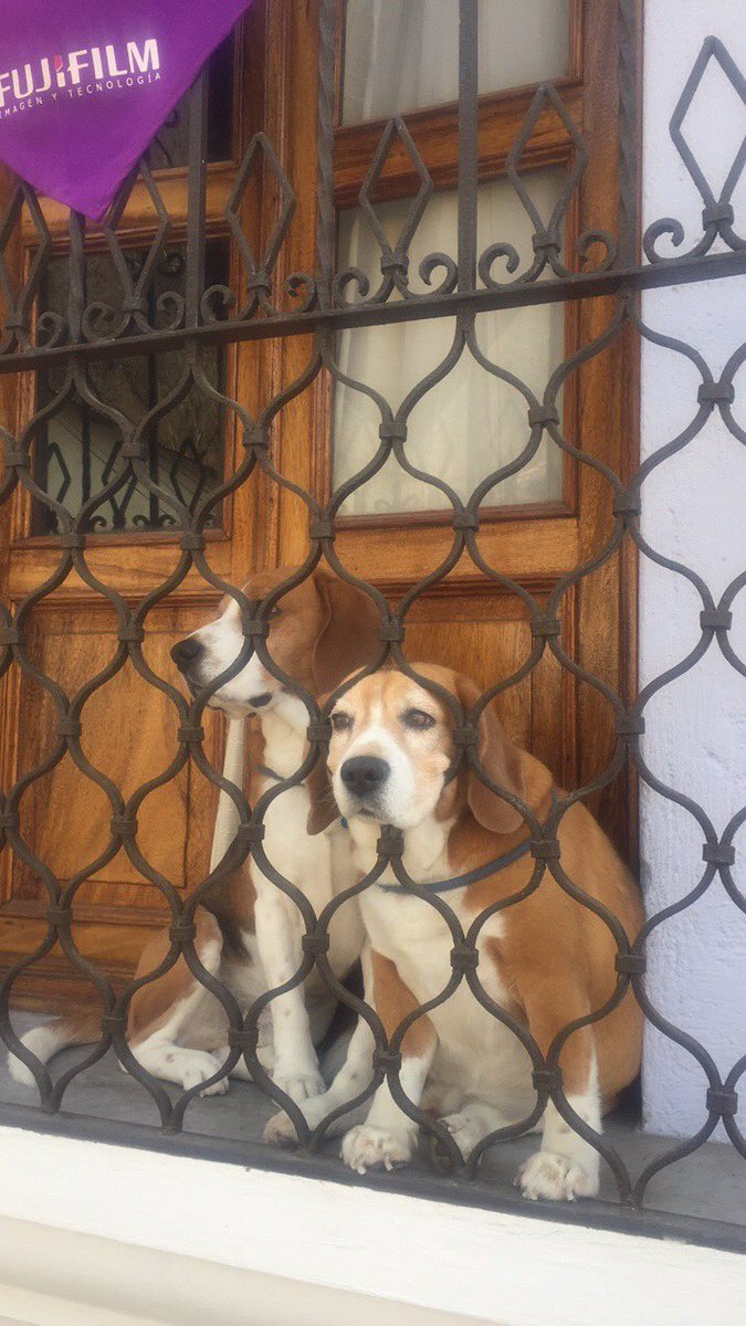 lexinecar's tweet photo. How much is that doggy in the window? https://t.co/EnO0qCx6PF