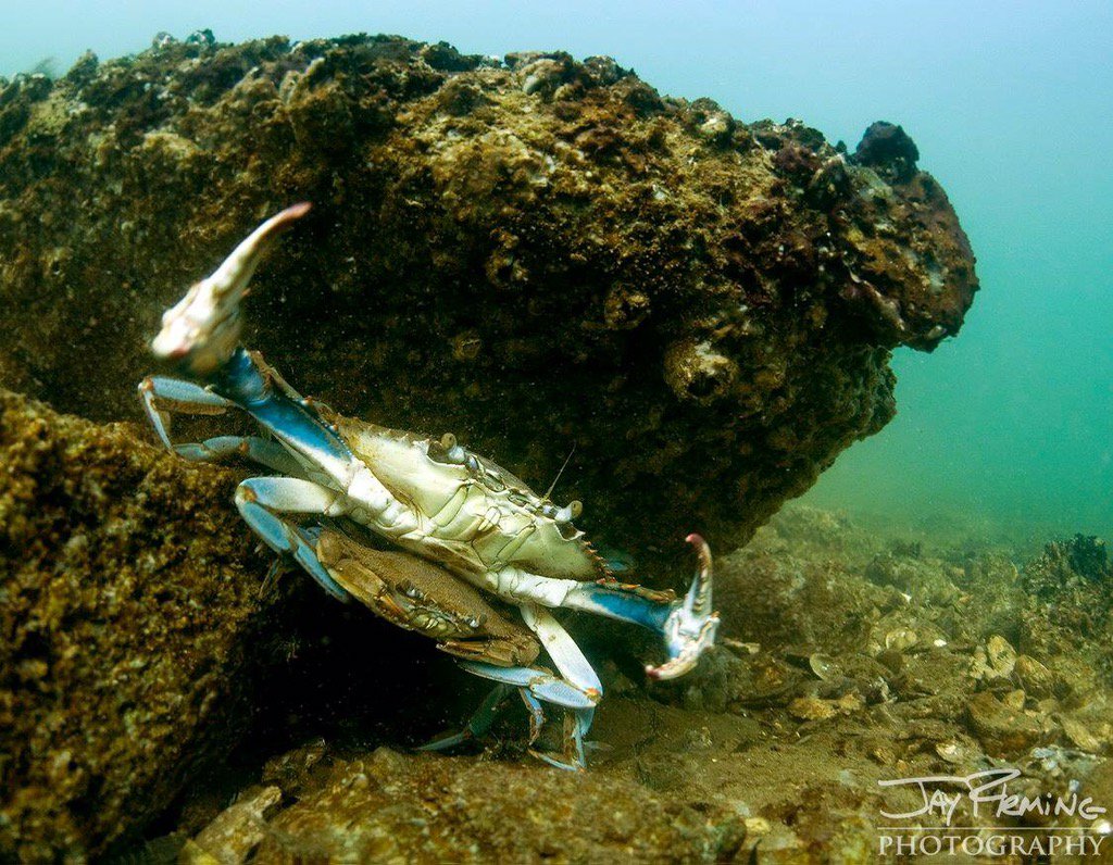JayFlemingPhoto's tweet photo. Make crabs protect the female peeler crabs before mating - crabs can only mate when the female is a 'softshell' https://t.co/xe64jtt2Vl