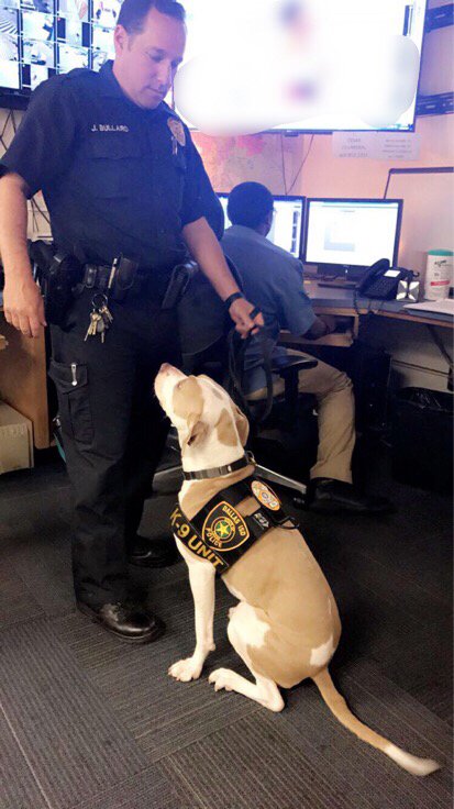 K9 Athena tweet media