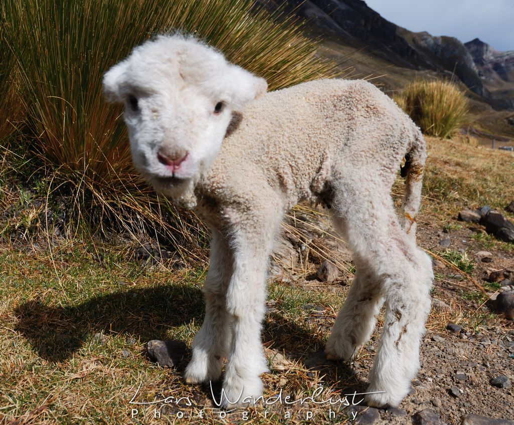 This sheep is only two days old and soon it will climb over the awesome passes of the Cordillera Blanca de los Andes #Peru #Huaraz