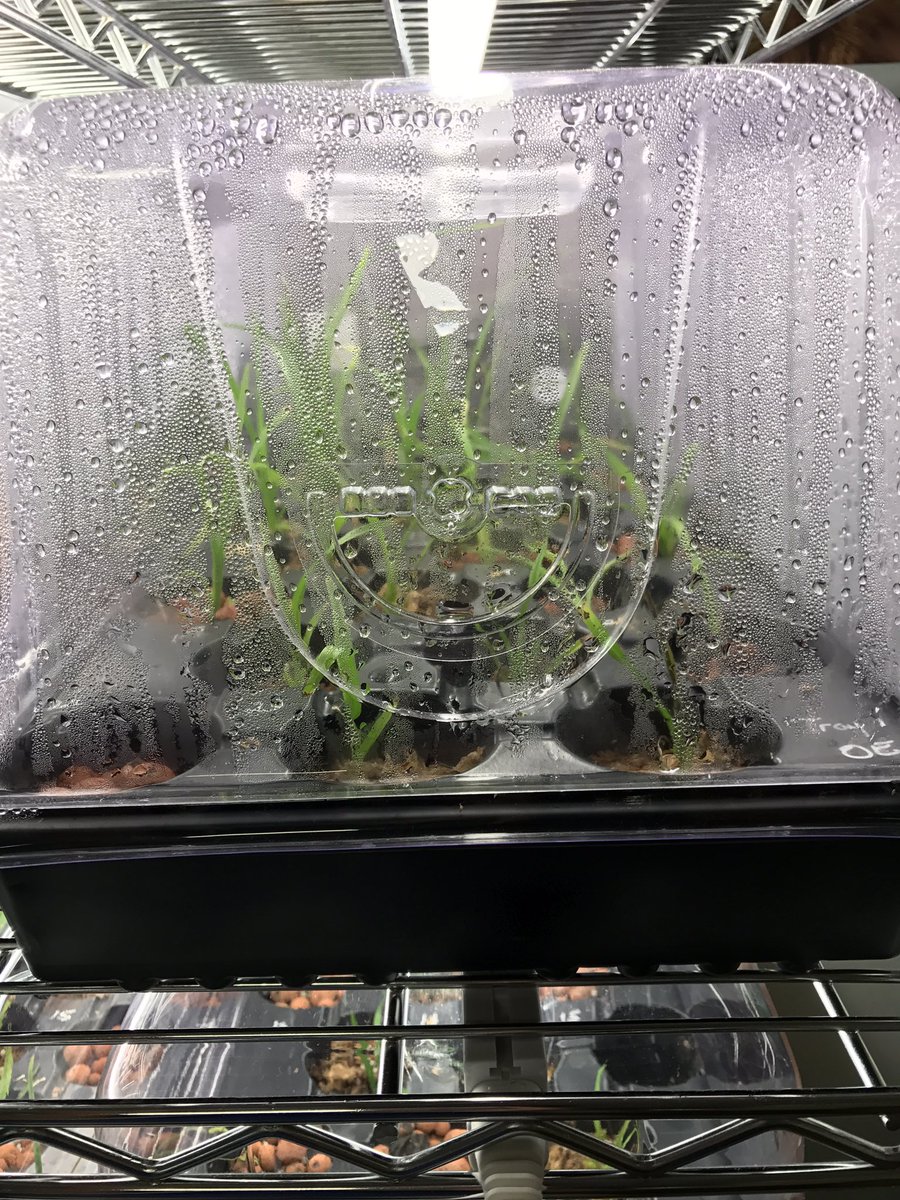 HmlOrchids's tweet photo. Everything is going great! However, there's an unusual amount of condensation on two of the containers. @millionorchid https://t.co/ch1v3jU1vX