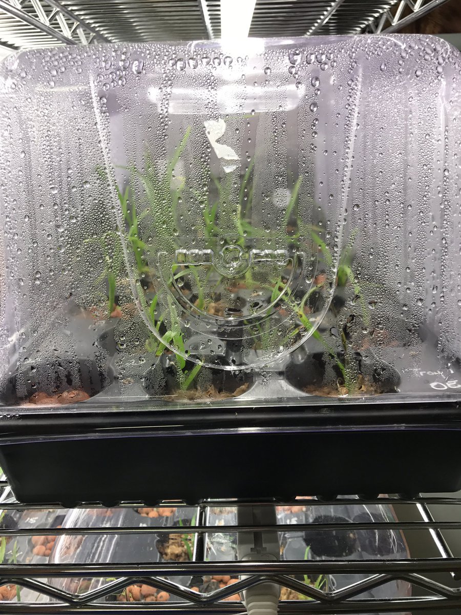 Everything is going great! However, there's an unusual amount of condensation on two of the containers. <a href="/millionorchid/">MillionOrchidProject</a>