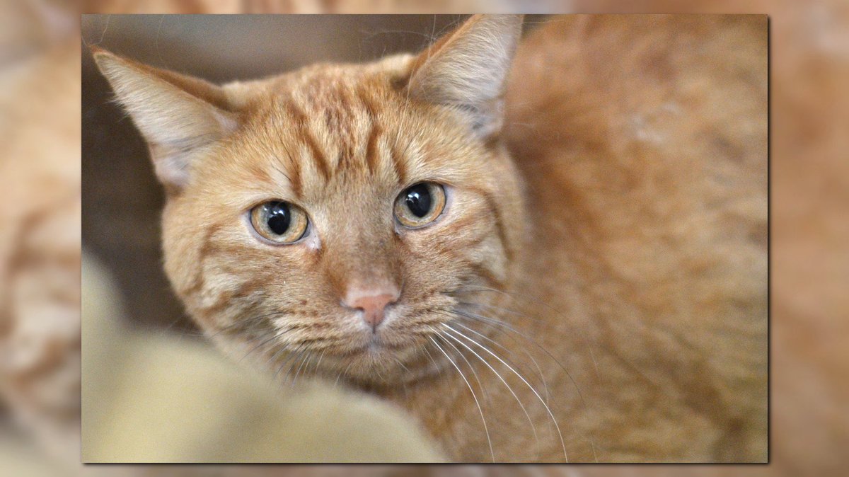 A missing cat was found more than 790 miles from his Denver home inside a 25-foot-hole in Dallas.         on9news.tv/2oE7Tfj