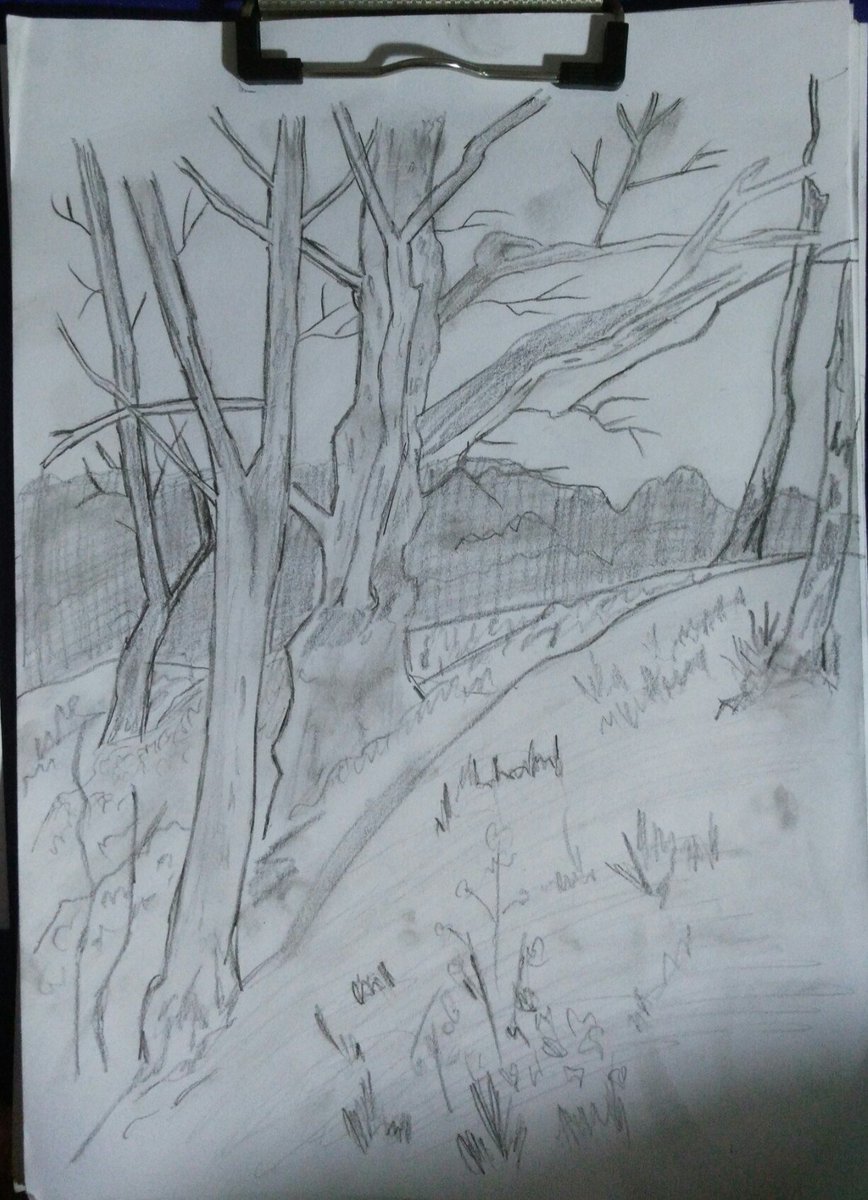 #art #drawing #artwork #forest #trees #sketches #sketch #pencil