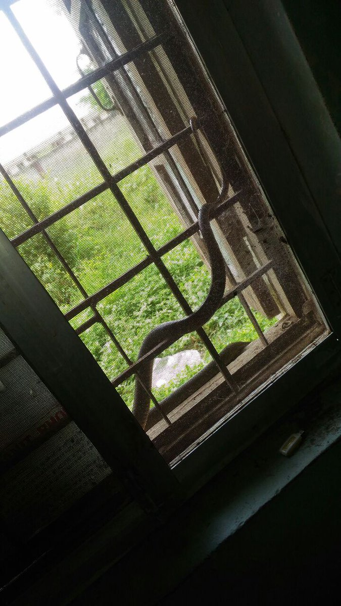 goswamiaditya54's tweet photo. #NIT_B #INJUSTICE SERPENT IN NITB
@HRDMinistry @PrakashJavdekar @PMOIndia @VoiceOfNITB https://t.co/P606tZ8MmZ