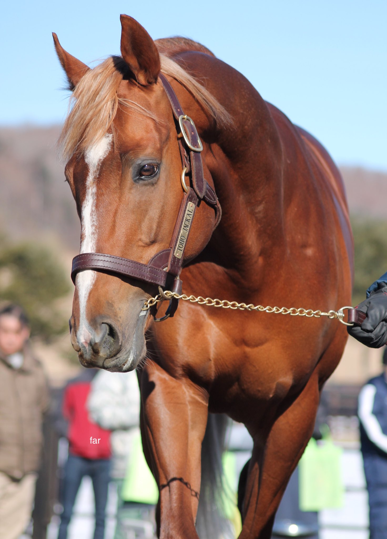 𝓕𝒶𝓇𝒶𝓌𝒶𝓎 馬のこの角度はイケメンになるのか もともとかっこいいのか はたまた毛色のせい 馬写真 T Co 02og2wlvpq Twitter