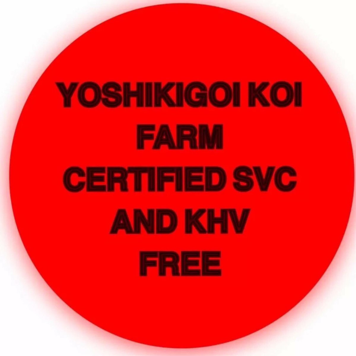 Yoshikigoi_Mgmt's tweet photo. https://t.co/uox1frsyis