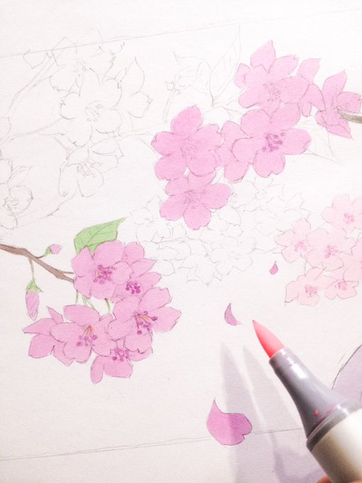 「cherry blossoms」 illustration images(Oldest)