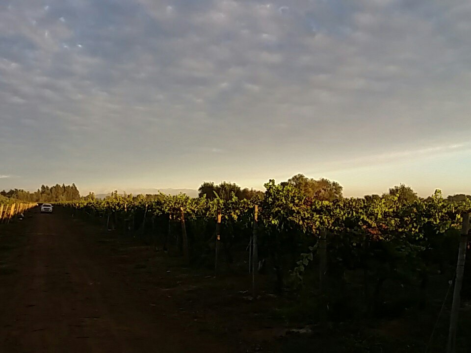 marcelogarciade's tweet photo. Atardecer en nuestro campo La Higuera, San Clemente
 Terranoble https://t.co/1quKSCA7pE