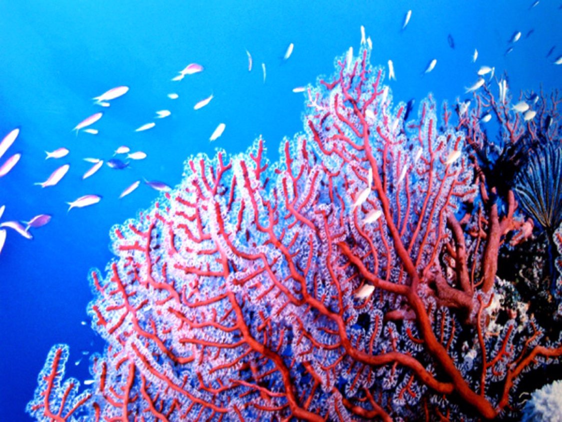 70 per cent of the oxygen we breathe is provided by ocean plants.This is why we must take care of Life below water #SDG14 #SaveOurOcean