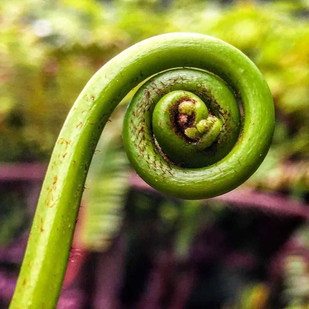 alloutofeffs's tweet photo. This one's from our hike up the #kuliououridge. I was #plantgazing on the route up and found this gorgeous  #fiddl… https://t.co/g3wJykzAHQ https://t.co/xJfpNcn6gY