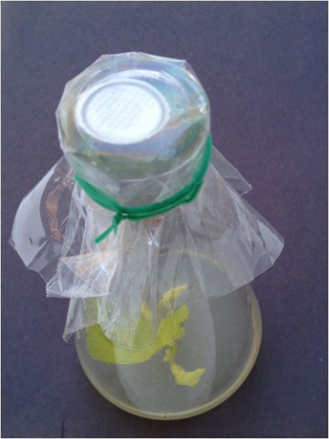 MoneyRSS's tweet image. New tech tissue culture sterile air ventilation, resuable &amp;amp; autoclaveable
preview.tinyurl.com/kluz2b9