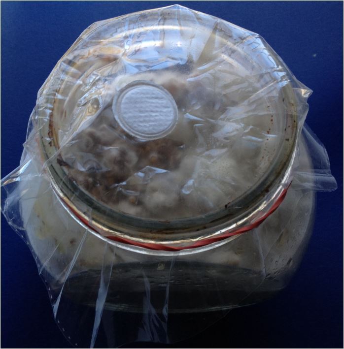 MoneyRSS's tweet image. Tissue &amp;amp; Spawn Culture,  Bottle Ventilation Filter,  Sealing Micron Film