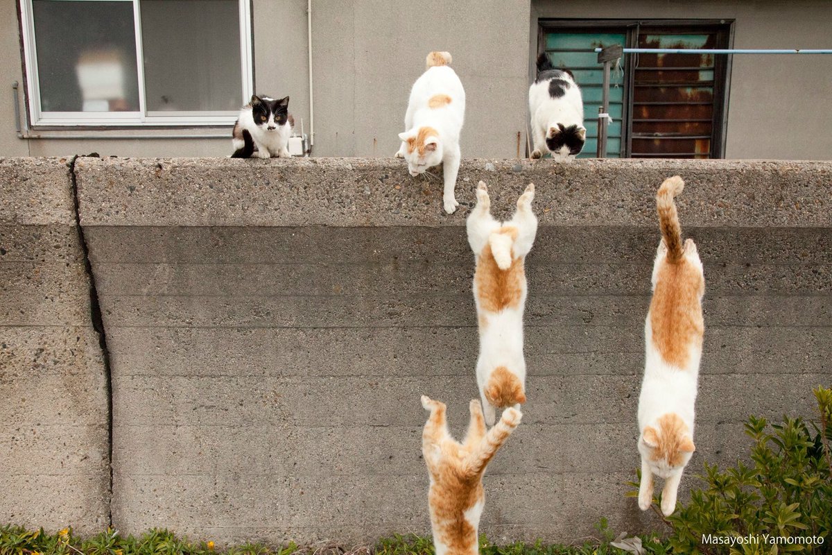 猫迫り来る #猫 #東京カメラ部 #木登り猫チイ #立ち猫 #站立貓 #ねこ