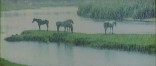 be at peace
with the world

and you might
catch a glimpse

of the horses
that graze in the rain
by the river

Image:Andrei Rublev
#Tarkovsky