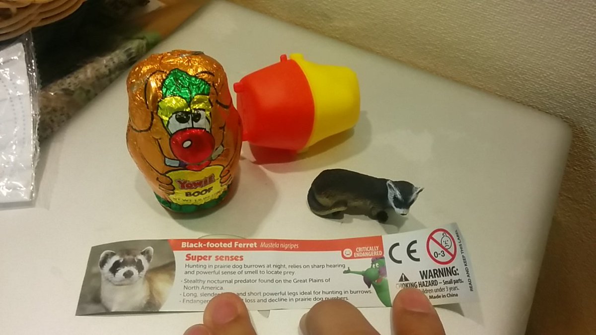 浅川直樹 Naoki Asakawa Laqマスター No Twitter アメリカで買った いわゆるチョコエッグその3 Yowie 今は保護動物 シリーズ 造形はゆるめだけどかわいい 昔のyowieと比べたら格段に良くなってる マイナー動物すぎるとろが超好み 300円くらいだったから2個しか
