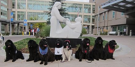 Meet some of the Newfies that visit Craig! Dogs comfort patients, remind them of home &amp; assist in therapies buff.ly/2orP7HT