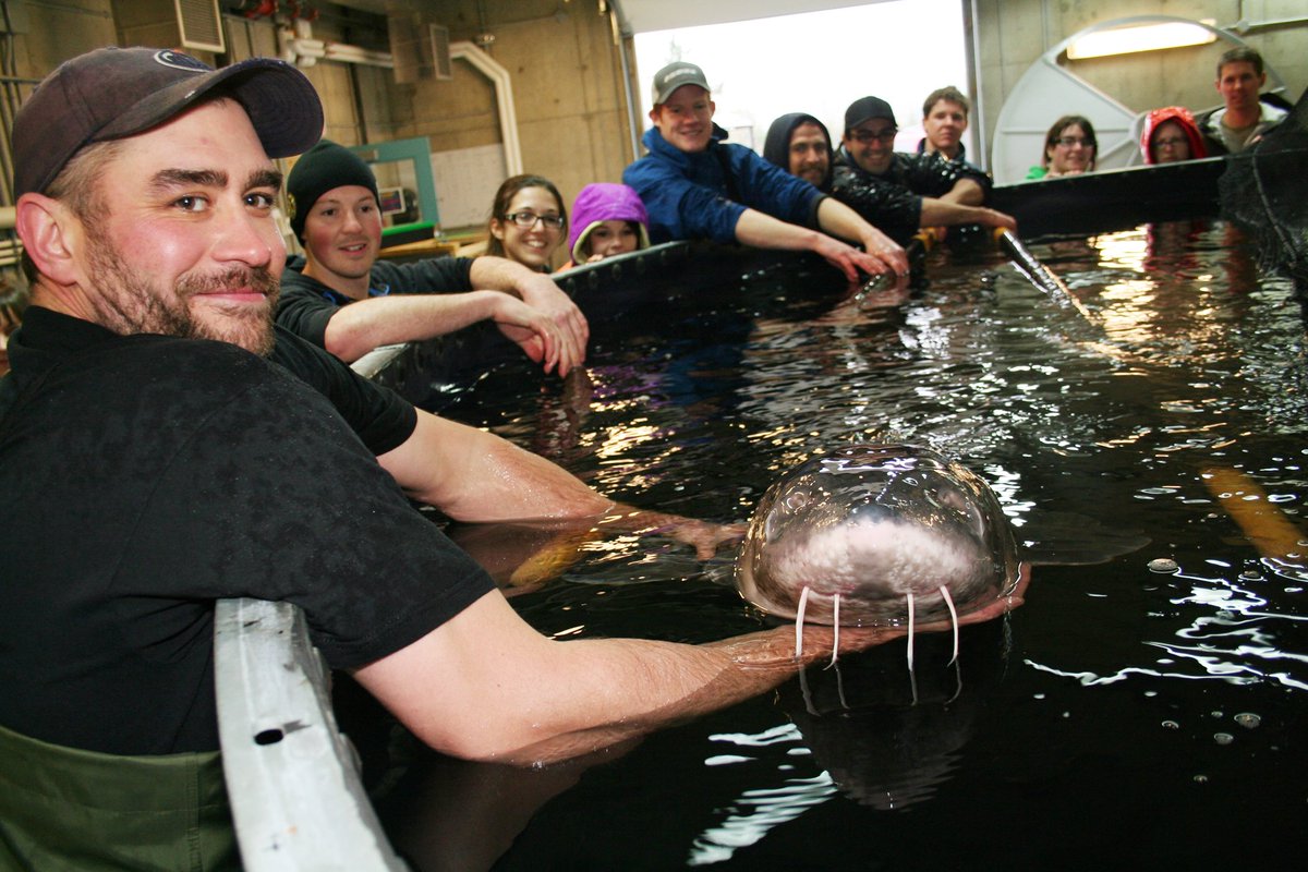 viunews's tweet photo. Check out #VIU sturgeon in @EatMagazine ! https://t.co/O6aYo0NeRx @SturgeonVIU https://t.co/LLXncII6Or