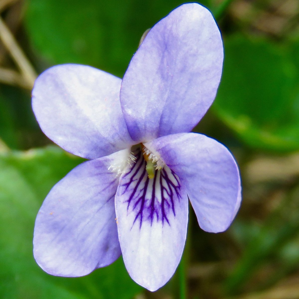 LACrawshaw's tweet photo. My 1st Common Dog-violet (Viola riviniana) of 2017. Seen 30/03/17. Great to see the flowers appearing.  @BSBIbotany #ballymacormickpoint https://t.co/ibFz5LKmeK