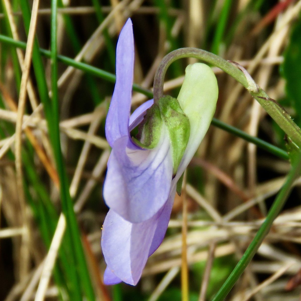 LACrawshaw's tweet photo. My 1st Common Dog-violet (Viola riviniana) of 2017. Seen 30/03/17. Great to see the flowers appearing.  @BSBIbotany #ballymacormickpoint https://t.co/ibFz5LKmeK