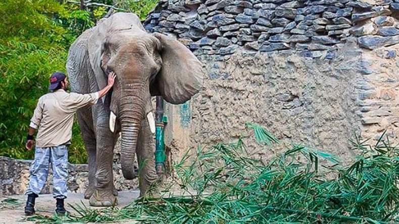 globalissuesweb's tweet photo. #SOSRuperta: Starving elephant highlights food crisis unfolding across Venezuela https://t.co/k82nisyz7O https://t.co/OpxJveVUo8