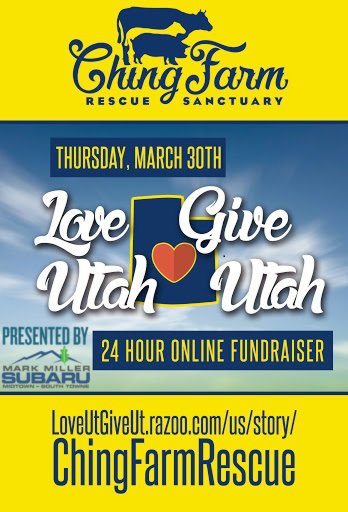 Cat_lady_Kel's tweet photo. Help the only farm animal rescue in Utah by donating $5 or $10 by midnight! #LoveUTgiveUT #ChingSanctuary #vegan #compassion https://t.co/qoLEwGRzCC
