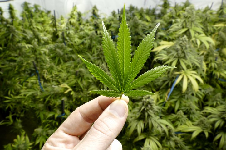 ExpansionMx's tweet photo. El negocio de la marihuana representará hasta 21,000 mdd en los próximos años https://t.co/QjUJSO7LLE https://t.co/PGmnQI2y7V