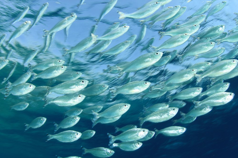 From fisheries &amp; tourism to transportation &amp; climate regulation, the ocean is key to implementing the #GlobalGoals #SDG14 #SaveOurOcean